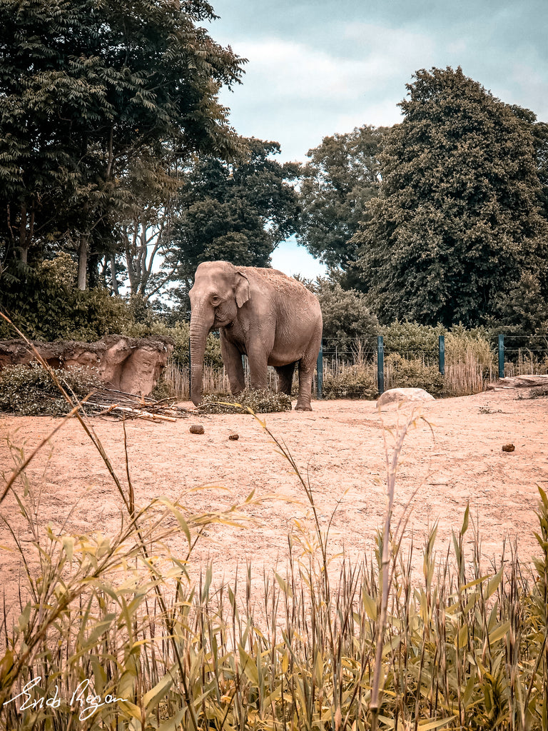 Dublin Zoo