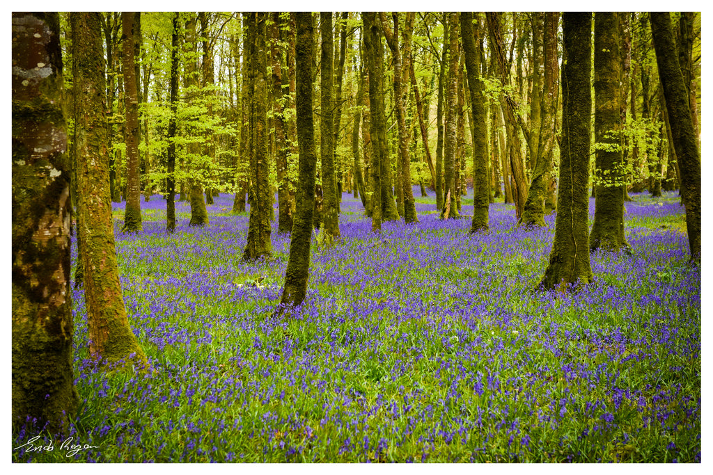 Bluebell Wood, Knockvicar, Boyle. Co. Roscommon Ireland