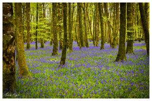 Bluebell Wood, Knockvicar, Boyle. Co. Roscommon Ireland