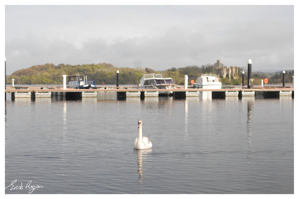 Swan of Lough Key - endaregan.com