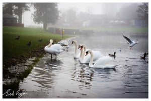 Open image in slideshow, Swans Feeding Lough Key
